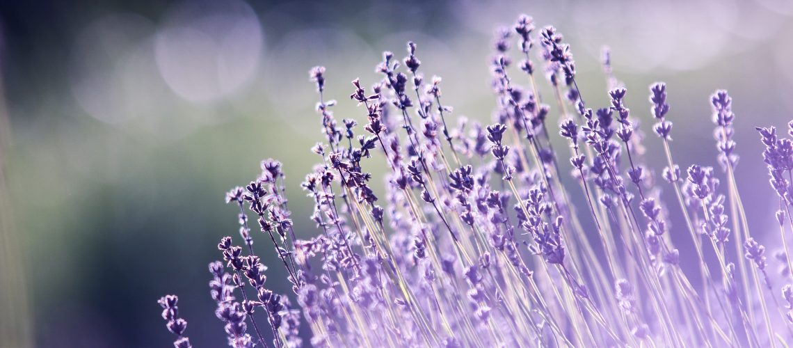 aromatherapy-beautiful-blooming-286763